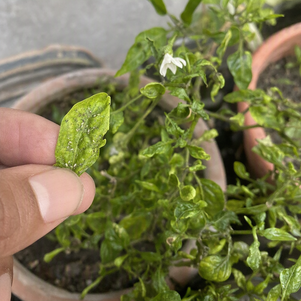 কুঁকড়ে যাওয়া মরিচগাছের পাতার কাছ থেকে তোলা ছবি