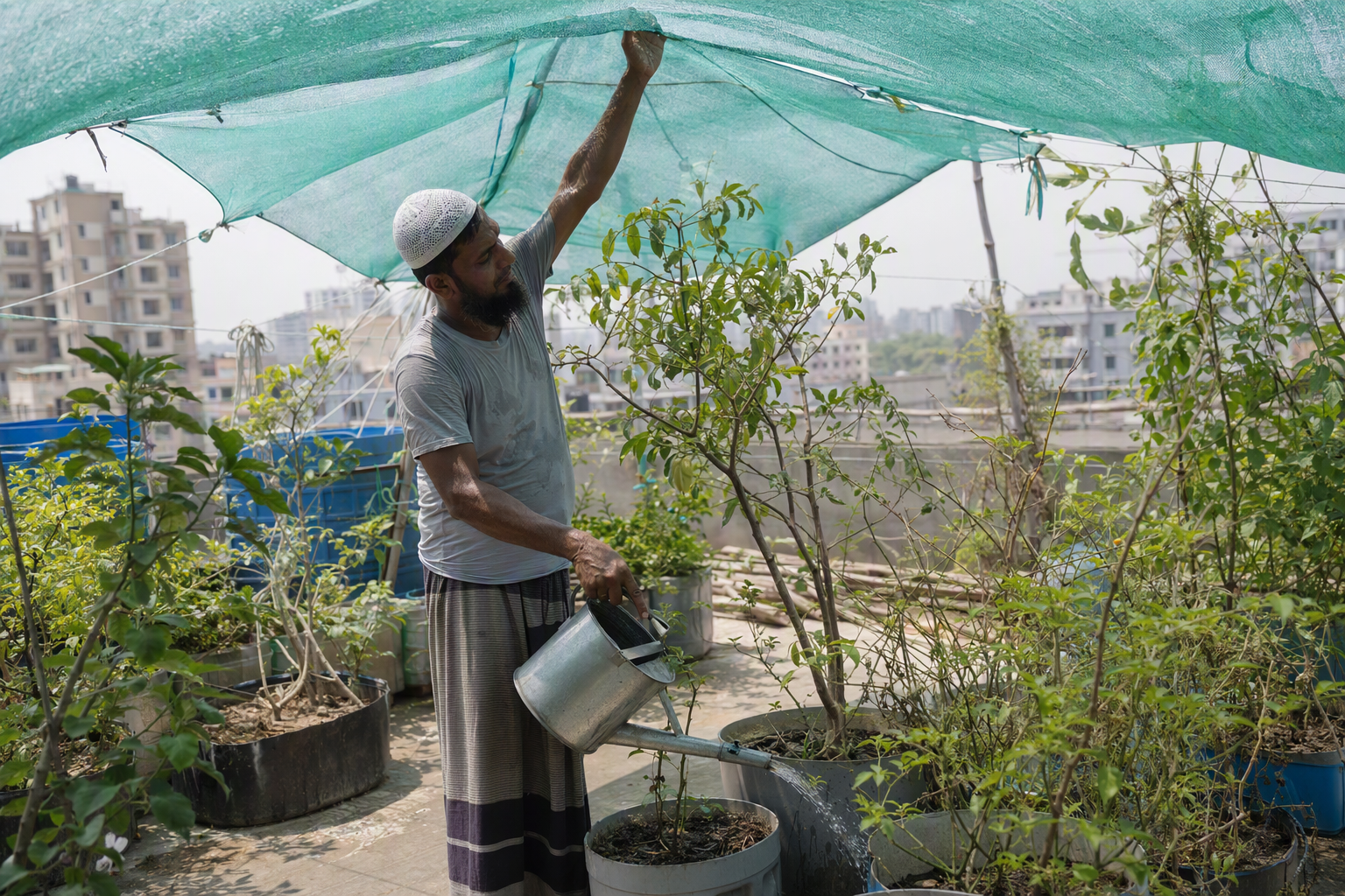 গরমে ছায়াজাল ও মাটির আর্দ্রতায় সুরক্ষিত গাছ