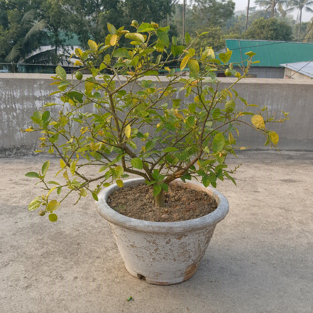 ছাদের রোদে সম্পূর্ণ লেবুগাছ ও পোড়ামাটির টব