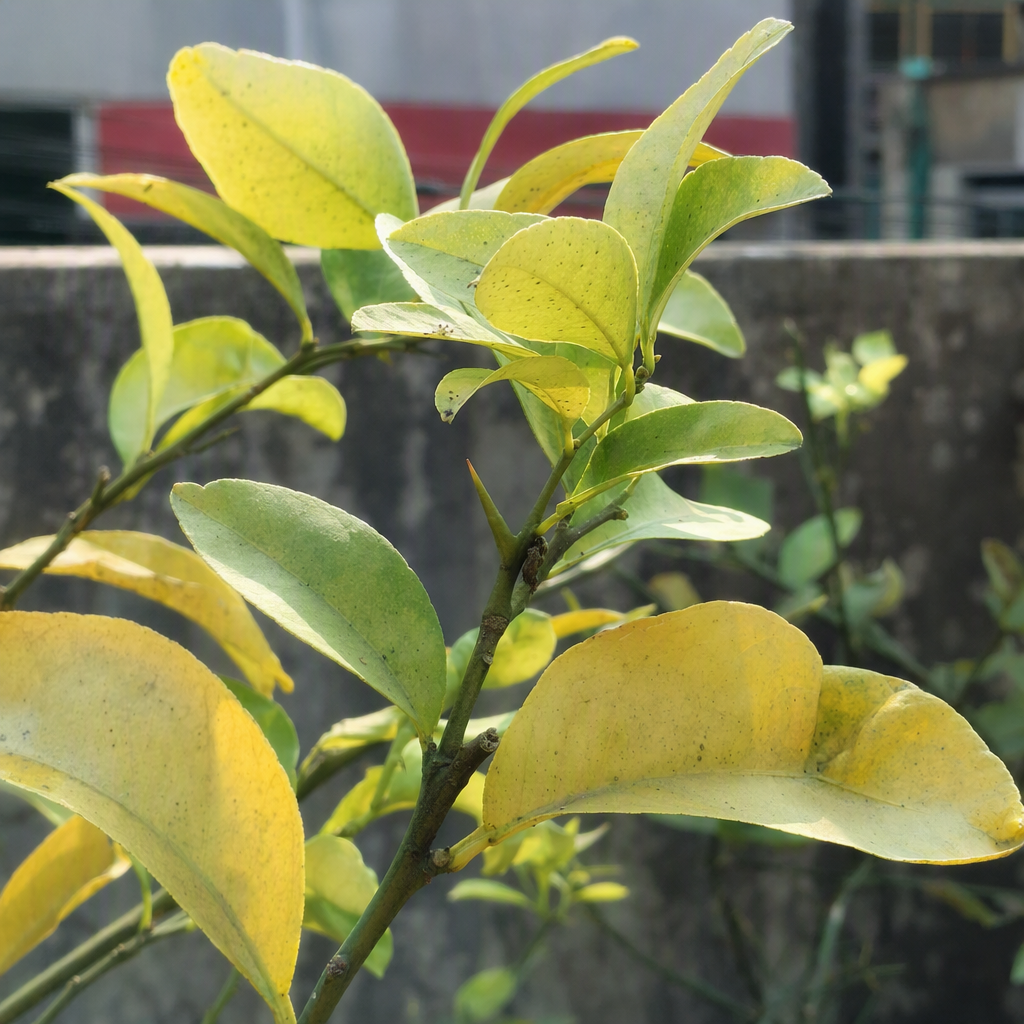 লেবুগাছের ফ্যাকাশে হলুদ নতুন কুঁড়ি ও পাতা