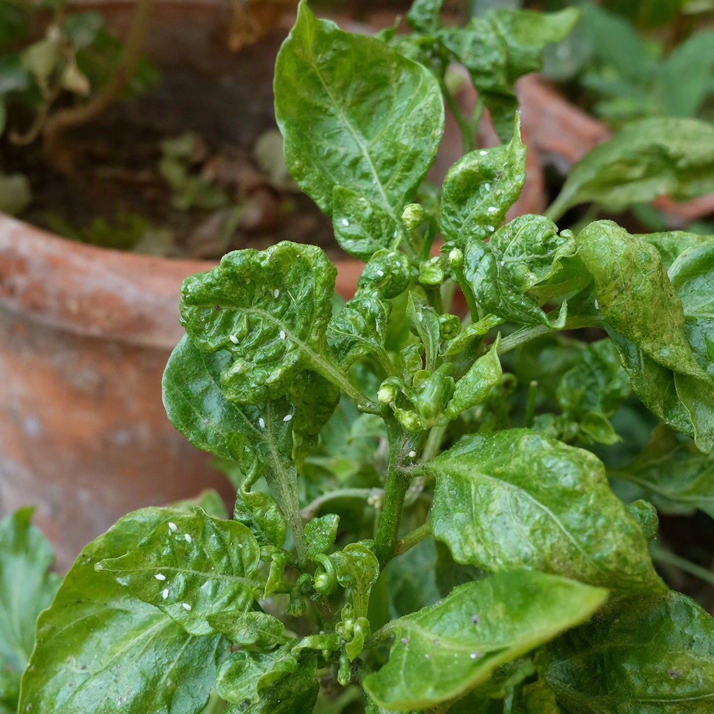 কুঁকড়ে যাওয়া মরিচগাছের পাতার কাছের দৃশ্য