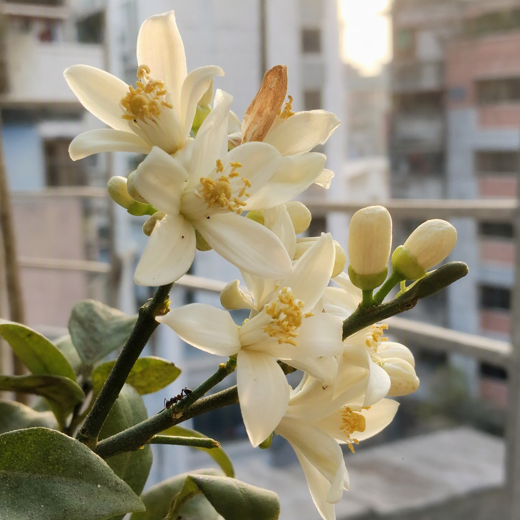 সাদা ফুল ও কচি কুঁড়িতে ভরা সুস্থ লেবুগাছের ডাল