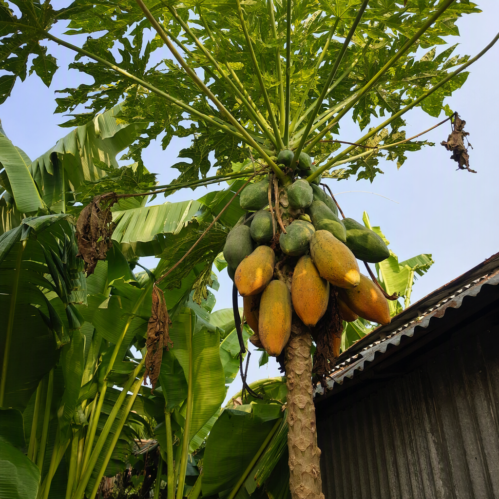 টবে ফলন্ত লেবু ও পেয়ারা গাছের ছোট বাগান