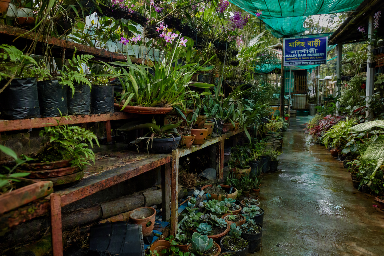 আলোভরা তাকজুড়ে নানা প্রজাতির ইনডোর ও ফুলের গাছ
